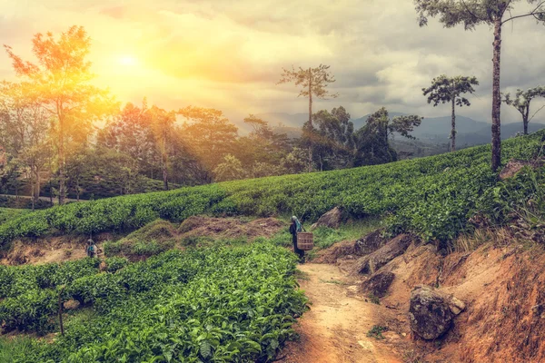 Tamil woman picking up tea leaves on plantations the sun light. Tea production is one of the main sources of foreign exchange for Sri Lanka — Stock Photo, Image