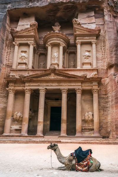 Beduinen-Kamel ruht in der Nähe der Schatzkammer al khazneh in den Felsen bei Petra, Jordanien gehauen — Stockfoto