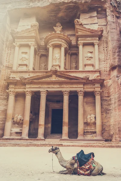 Camelo beduíno descansa perto do tesouro Al Khazneh esculpido na rocha em Petra, Jordânia — Fotografia de Stock