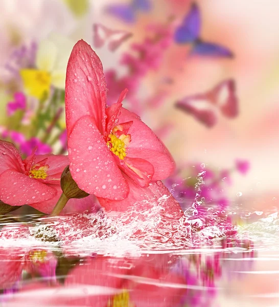 Fondo para el diseño con flores, reflejado en el agua y las mariposas en el fondo —  Fotos de Stock