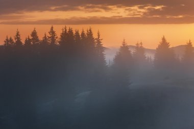 Karpat Dağları. Ormanın kenarına üzerinde sisli gündoğumu.