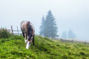 Karpat Dağları. At grazes sis yeşil yamaçlarında.
