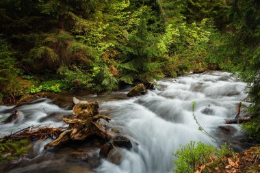 Karpat Dağları. Dağ nehir kenarında şelale Shipot.