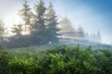 Karpat Dağları. Ağaçların arasından akış yükselen güneş ışınlarının.