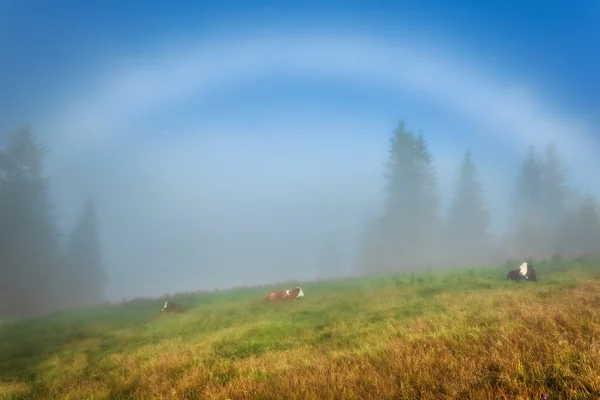喀尔巴阡山脉。牛躺在白色的彩虹下的山坡上. — 图库照片