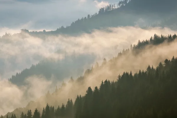 Les Carpates. Brouillard sur les pentes montagneuses couvertes de forêt . — Photo