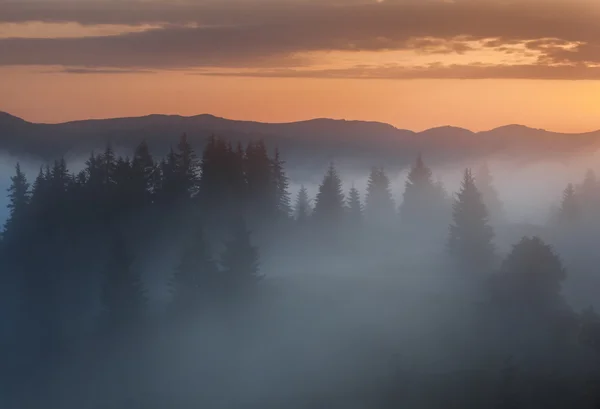 Monti Carpazi. Nebbia alba oltre il bordo della foresta . — Foto Stock