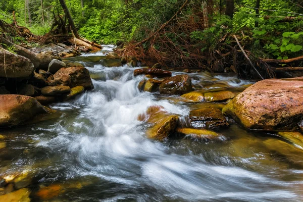 Carpathian Mountains. Mountain stream and green grass on the bank — Stock Photo, Image