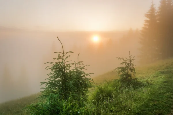 Les Carpates. Soleil levant dans le brouillard . — Photo