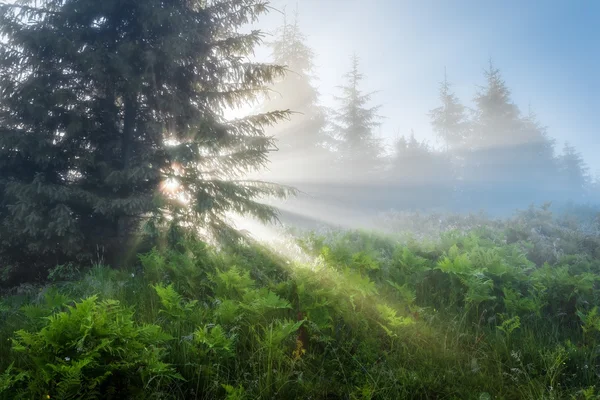 Carpathian Mountains. The rays of the rising sun streaming through the trees.