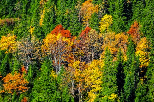 Montanhas Cárpatas. floresta de outono — Fotografia de Stock