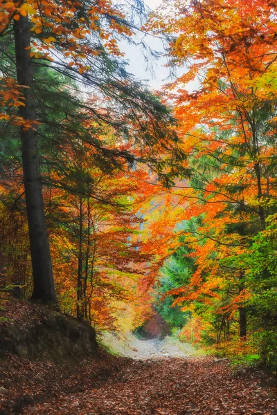 Karpat Dağları. sonbahar orman