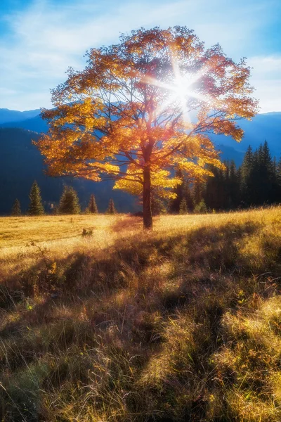 Карпатские горы. Осеннее дерево в лучах заходящего солнца на фоне гор — стоковое фото