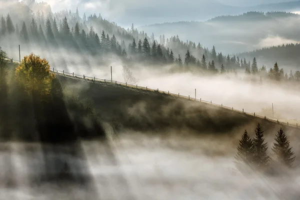 Montañas Cárpatas. Mañana en las montañas, los rayos atraviesan la niebla iluminando los árboles —  Fotos de Stock