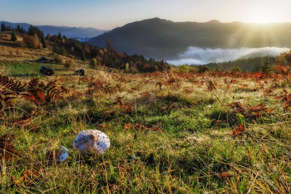Карпатские горы. Восходящее солнце освещает горные склоны, грибок — стоковое фото