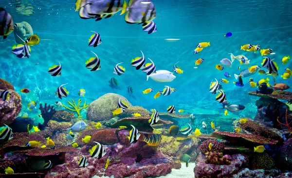 Fishes and coral, underwater life — Stock Photo, Image