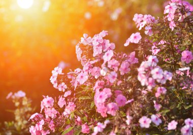 Güzel çiçekler ve yapraklara