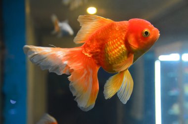 Gold fish in aquarium clipart