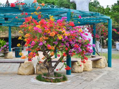 Çiçek Begonviller, Nong nooch Botanik Bahçesi, Tayland