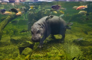 Hippo, pygmy hippopotamus under water clipart