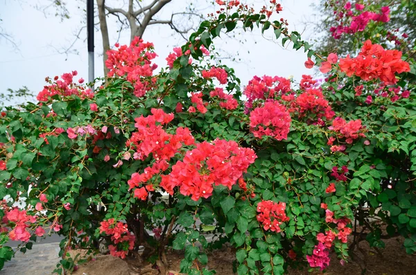 Flor Bougainvillea, Nong nooch jardim botânico, decorativo fl — Fotografia de Stock