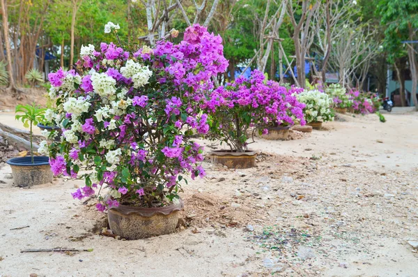 Flor Bougainvillea, jardim botânico, canteiro de flores decorativo, T — Fotografia de Stock