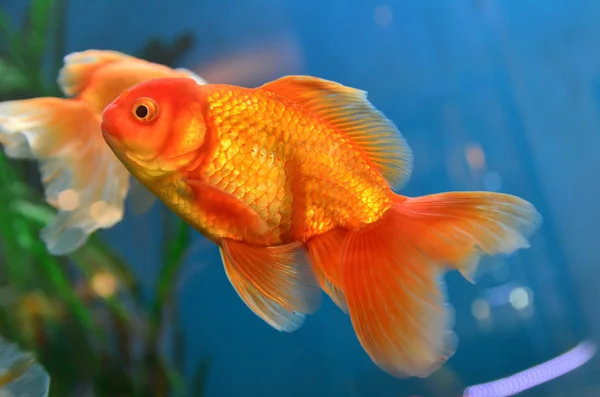 Gold fish in aquarium — Stock Photo, Image