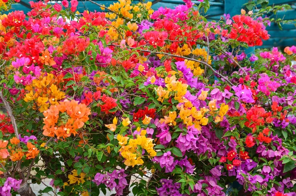 Bougainvilliers de fleurs, Nong nooch jardin botanique, décoratif fl — Photo