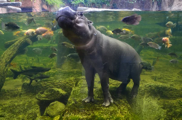 Hipopótamo, hipopótamo pigmeo bajo el agua — Foto de Stock