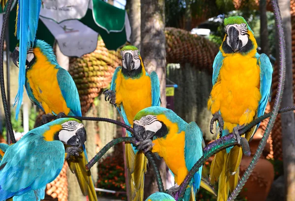 Παπαγάλοι macaw, πουλιά σε κλαδί Royalty Free Φωτογραφίες Αρχείου