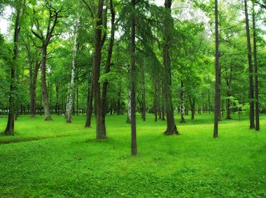 Yeşil park, orman