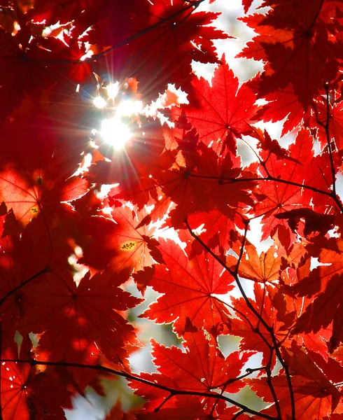 Ornamento autunnale, foglie rosse d'acero — Foto Stock