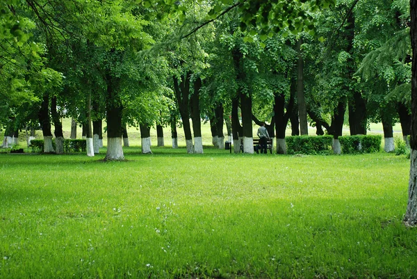 Grön park, sommaren bakgrund — Stockfoto