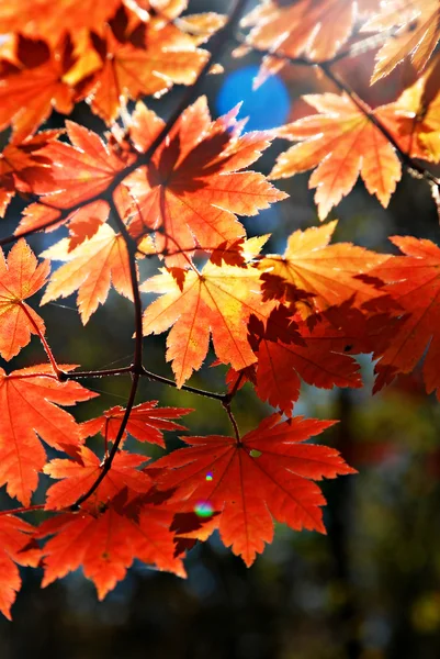 Maple leaves, autumnal ornament, autumn background — Stock Photo, Image