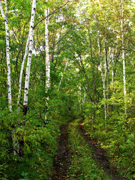 Strada forestale, bosco, legno, betulla — Foto Stock