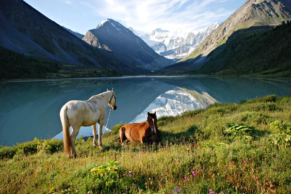 山の牧草地、馬、湖 Ak ケミ, ロシア ・ アルタイ — ストック写真