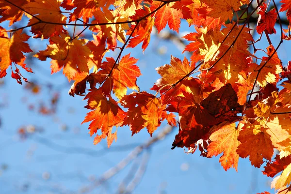 Hojas de arce, ornamento otoñal, fondo otoñal, follaje rojo y amarillo — Foto de Stock