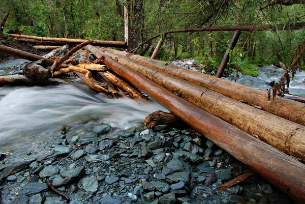 Puente de madera sobre el río salvaje, taiga siberiana, Altai, Rusia —  Fotos de Stock