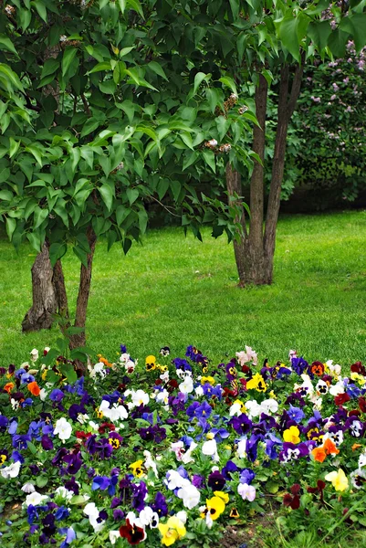 Heartsease, jardim de flores — Fotografia de Stock