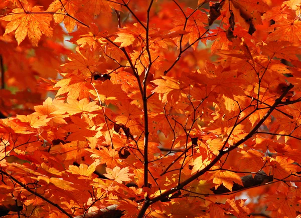 Maple leaves, autumnal ornament, autumn background, red and yellow foliage — Stock Photo, Image
