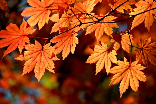 Juharlevelek, őszi dísz, ősz, háttér, a piros és a sárga lomb — Stock Fotó