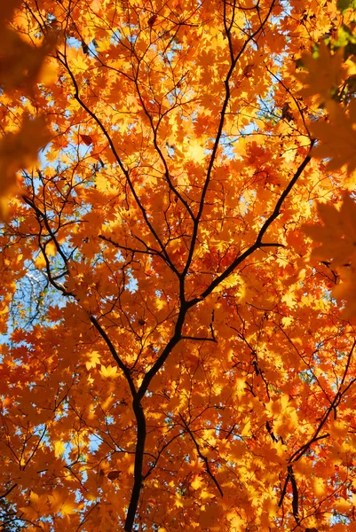 Кленовые листья, осенний орнамент, осенний фон, красная и желтая листва — стоковое фото