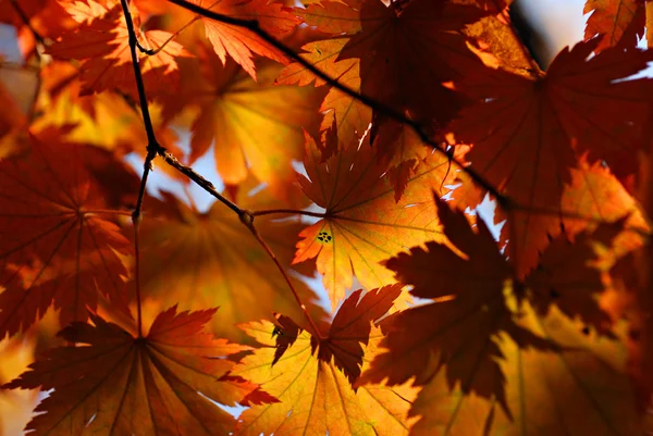 Feuilles d'érable, ornement automnal, fond d'automne — Photo