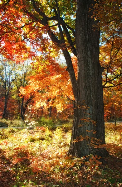 Foglie d'acero, ornamento autunnale, fondo autunnale, fogliame rosso e giallo — Foto Stock