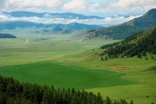 Lucerne field, valley, Altai, Russia — Stock Image Lucerne field, valley, Altai, Russia Stock Picture