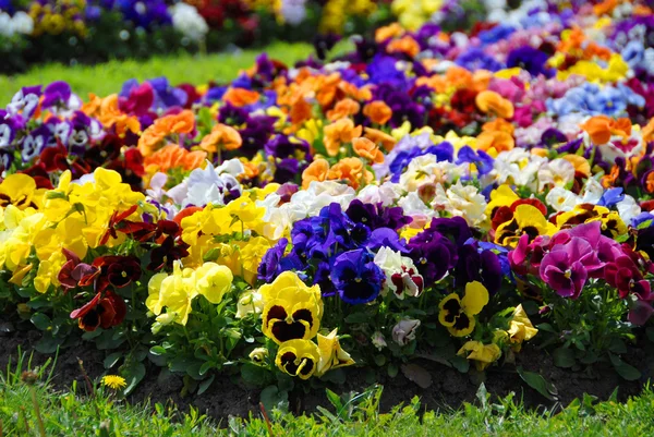 Heartsease, 꽃 정원-근접 스톡 사진