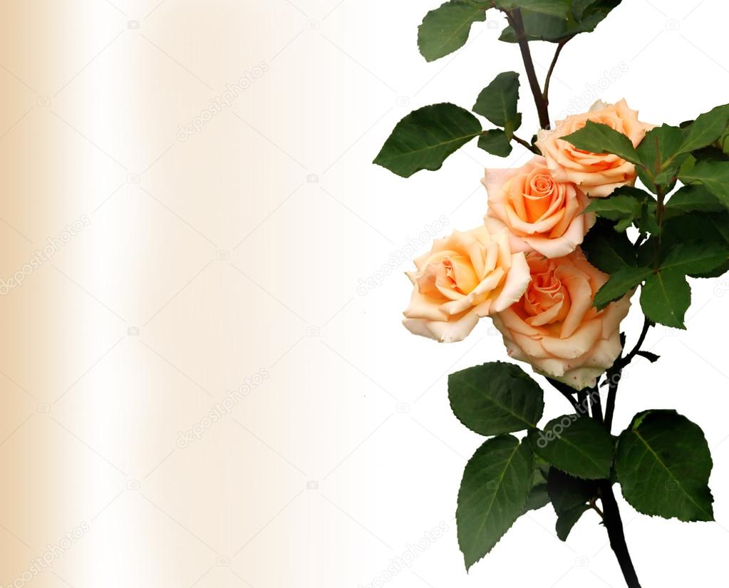 Rose flower, Design element - greeting card