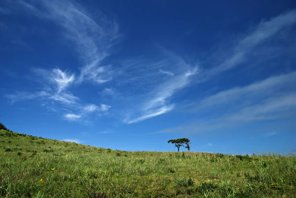 Летний луг, пара деревьев, голубое небо с белыми облаками — стоковое фото