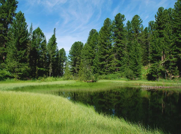 Floresta lago, paisagem selvagem, Altai, Rússia — Fotografia de Stock