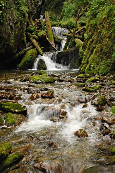 Waterval rivier van bos, wild landschap, iberia, Rusland — Stockfoto